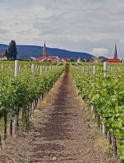 Weinprinzessin Jeanne I. besuchte die Kita