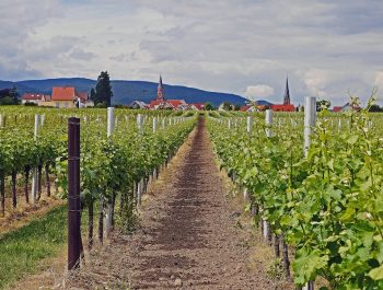 Weinprinzessin Jeanne I. besuchte die Kita